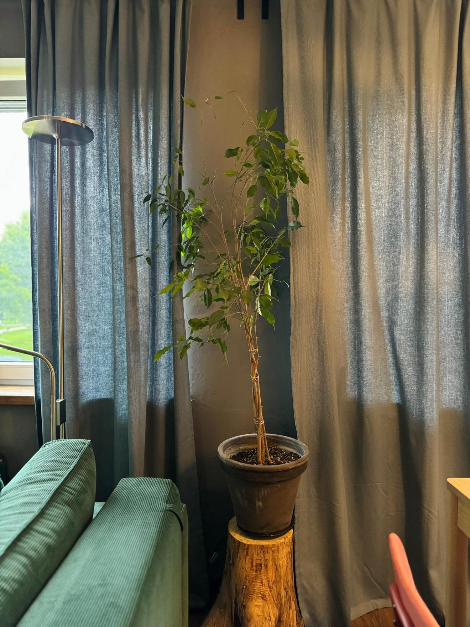 Little In Apartment *